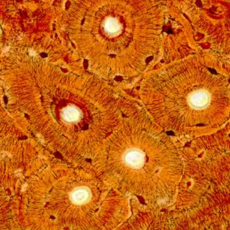 Liebeslied eines Arztes